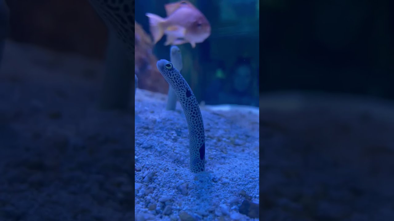 garden eel can change color
