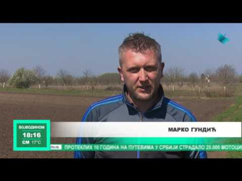 Ravničarenje: Riđica