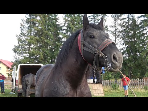 Targ expozitional de cai Marisel, Cluj 17 Iulie 2021 Nou!!!