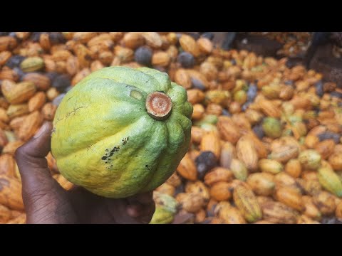 Cocoa Harvesting #2025                                      #chocolate #cocoa #harvesting #cacao