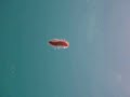 Swimming Worm Libong Thailand