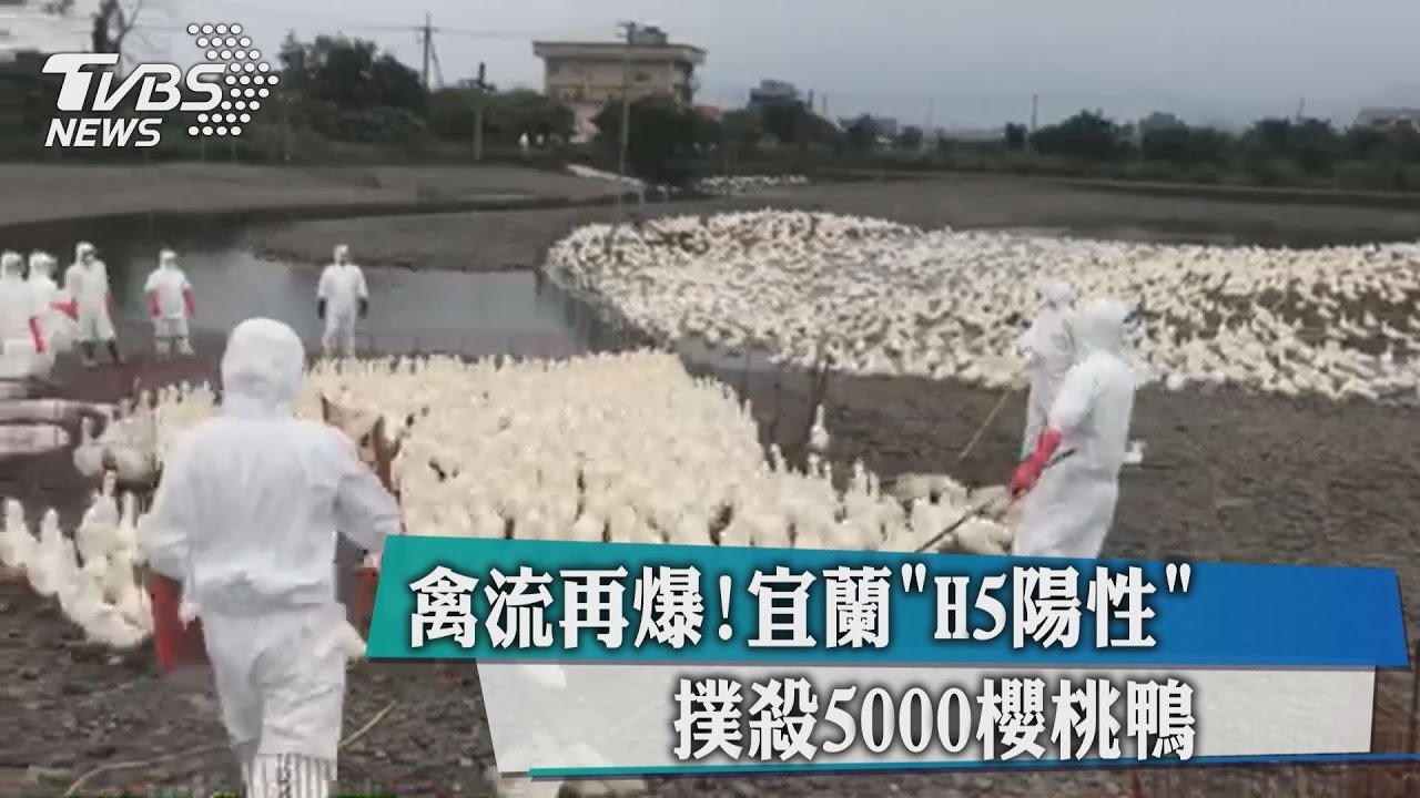 禽流再爆!宜蘭H5陽性 撲殺5千櫻桃鴨