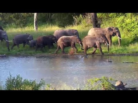 Djuma: Elephants come for a drink at the dam - 16:41 - 02/02/2020