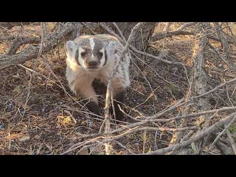 American Badger in Montana.  UP CLOSE!!