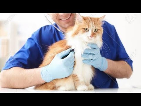 What is the neurological disorders in cats?