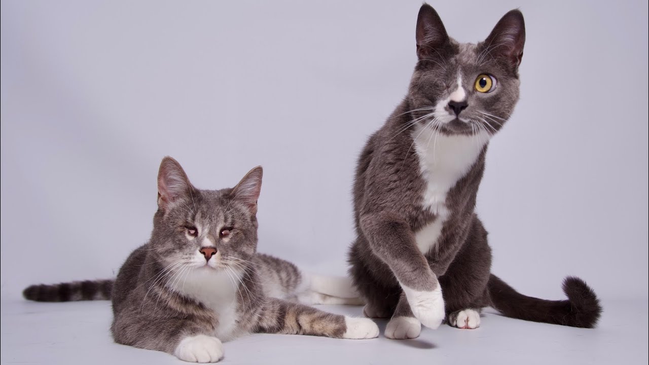 Enlarge William, a Adoptable Domestic Short Hair in Riverside, CA video 2/5