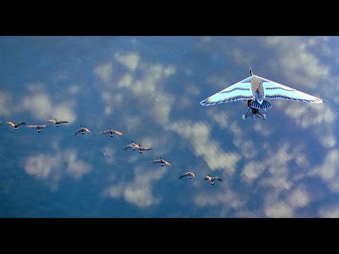 Final scene from "Fly Away Home (1996)"