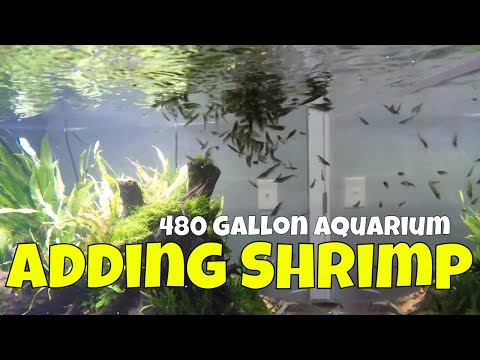 Adding Shrimp to the 480 Gallon Aquarium - Flip Aquatics