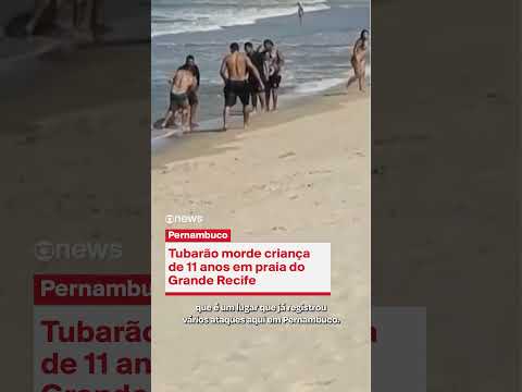 Tubarão morde criança de 11 anos em praia do Grande Recife