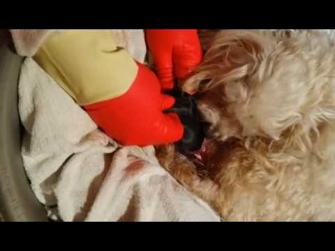 O parto de uma Caniche