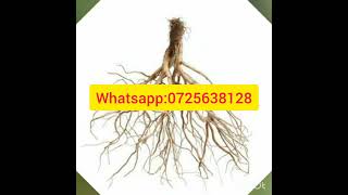 Download lagu Randura icya ngiro buruundu mp3
