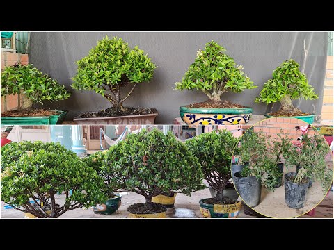 Bonsai Trang, Hanoi Mai, Chieu Thuy for sale December 27 - ThanhNhan garden house