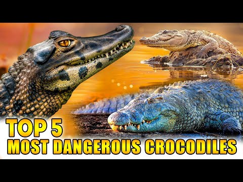 Top 5 Most Dangerous Crocodiles in the World | World's Dangerous Crocodile | Arbitrage
