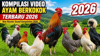 Download lagu Kompilasi Video Ayam Berkokok Terbaru 2026 (New Rooster Sound Compilation 2026) mp3 Download lagu Kompilasi Video Ayam Berkokok Terbaru 2026 (New Rooster Sound Compilation 2026) mp3