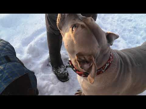 Auntie Kathies Rescue Tails @ YouTube video.