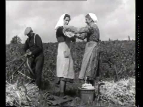 Die Ernte – 1. Mähen und Einbringen der Brotfrucht