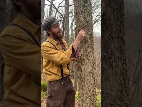 Do you know the bark of Hackberry?? (Celtis occidentalis) #tree #arborist #nature #forest #botany