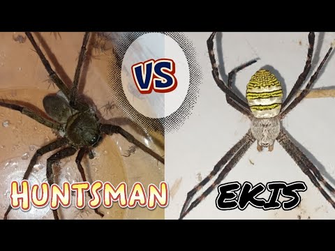 kakayanin  kita😱🔥🕷️ Huntsman vs Gagambang ekis💪