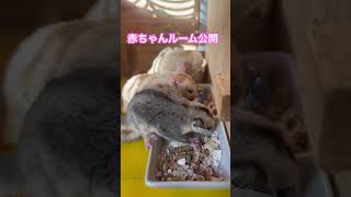 #sugarglider #エキゾチックアニマル #可愛い #フクモモベビー #癒される #かわいい #フクモモ #フクロモモンガ