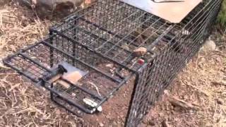 Live trapping marmots