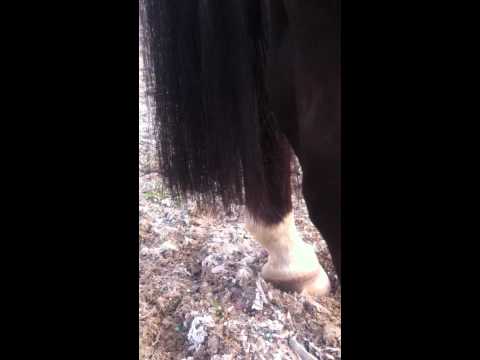 Golombeck Roys Legs.MOV