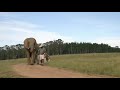 Sesame Street E Is For Elephant
