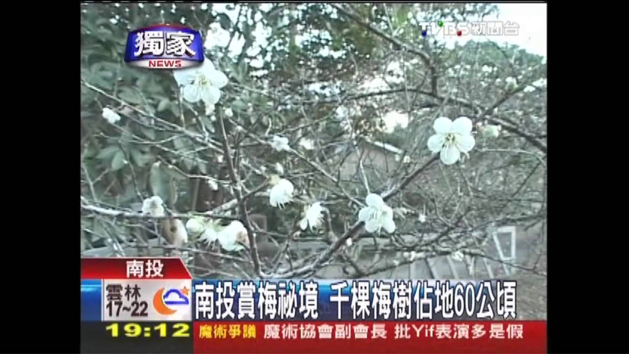 〈獨家〉南投賞梅祕境 千棵梅樹佔地60公頃
