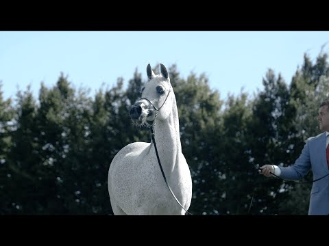 ⚜️ ETIFFANI ⚜️⁣ (Justify x Ekstera, by Ekstern)⁣, 2022 PRIDE OF POLAND