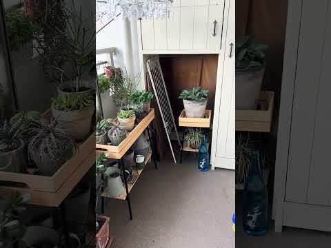 どのベランダの植物を選ぶべきですか？実践的なアドバイスと素晴らしいアイデア  庭園