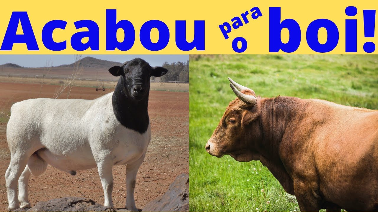 OVINE CREATION gives more PROFIT than BOI GORDO!