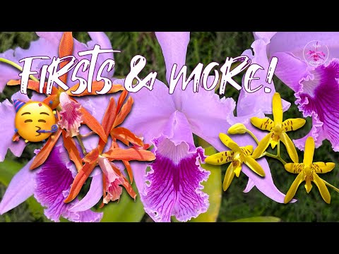 My Orchids went BEAST MODE! 💪 🥳 Jaw-Dropping First Blooms & Are They Fragrant? #ninjaorchids