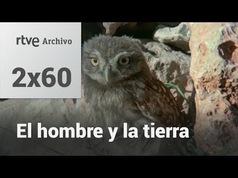 El hombre y la tierra: Capítulo 78 - Rapaces nocturnas ibéricas | RTVE Archivo