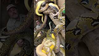 Download lagu Ular piton raksasa mp3