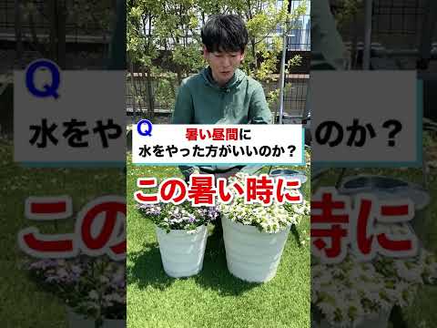 休暇中に植物に水をやるにはどうすればよいですか? 3 つの簡単な解決策 + 1 つの珍しいヒント!  庭園