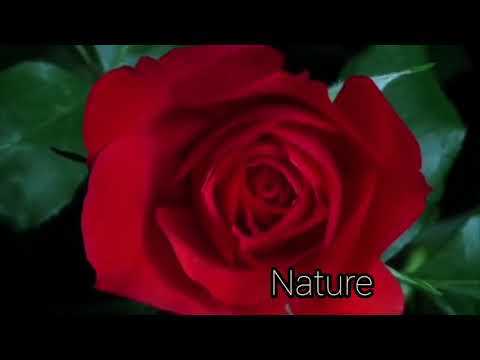 Montage - UITM Student Project