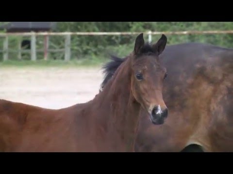 Holsteiner Fohlenauktion im Juni - Nr. 1 v. Adagio de Talma - Caretino