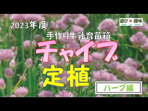 チャイブの種まき: 最良のヒント 植物