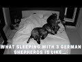 What Sleeping With Three German Shepherds Is Like