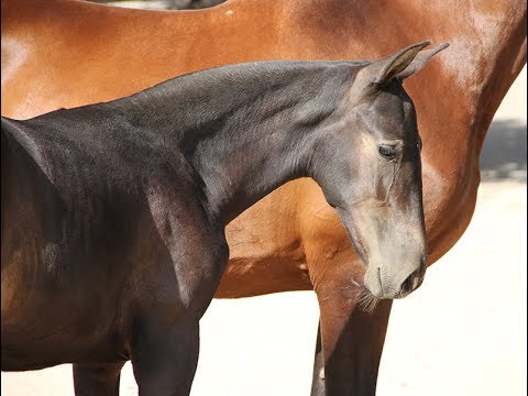 Quisquillosa Dimoba (Publicado el 18-8-2017)