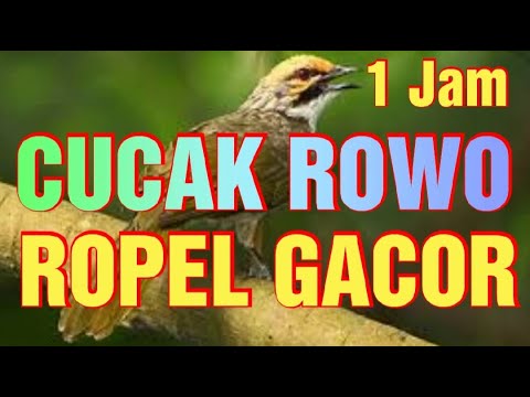 The Sound of Pycnonotus zeylanicus