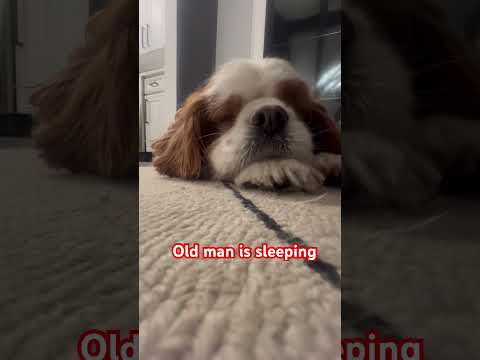 #doglover #dogshorts #doglife #ytshortsindia #ytshorts #funny #hitendrakapopara #viralvideos