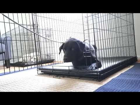 Don’t won’t come out of the crate??