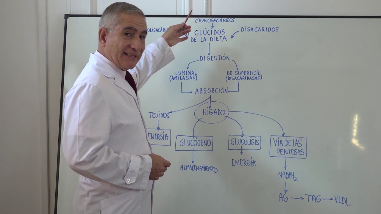 METABOLISMO DE LOS GLUCIDOS