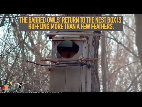 Alarm Calls Erupt Upon Barred Owls' Return – Mar. 4, 2019