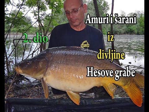 Šarani i amuri iz granja i lokvanja - Kapitalci Hesove grabe, E-2/4 / VSP Igor Pavičić