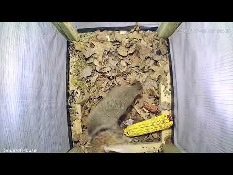 Ultimate Squirrel House Update Pt. 4 | My Backyard Friends