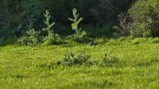Rabbit Hunting with a .22LR CZ 452 Rifle