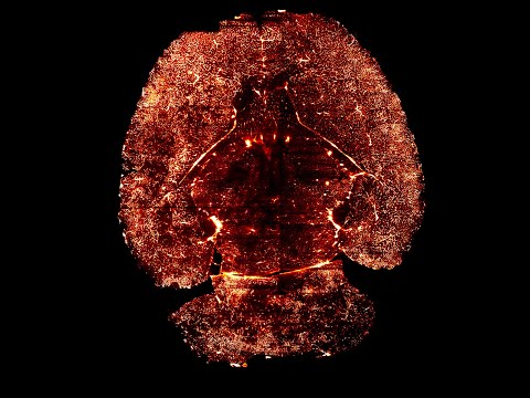 Remarkable Confirmation: Your Brain Emits Biophotons, Ultra-Weak Light. By Nicolas Rouleau, PhD.