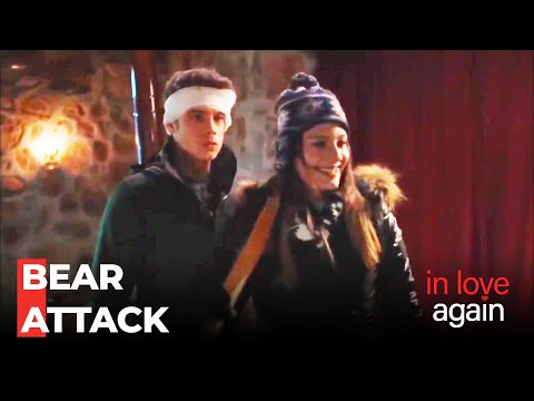 A Bear Attacks The Mountain Cabin - In Love Again