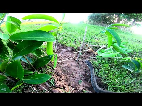 How to Make a Simple snake Trap Using Cutter - DIY Simple snake Trap